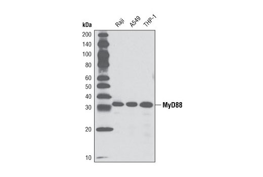 Western blot analysis of extracts from Raji, A549, and THP-1 cells using MyD88 (D80F5) Rabbit mAb.