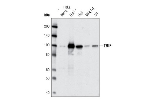 Western blot analysis of HeLa cells, mock transfected or transfected with human TRIF, and from Raji, MOLT-4 and SR cell lines using TRIF Antibody.